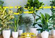 چه گیاهی برای آپارتمان مناسب است؟ (قسمت اول)